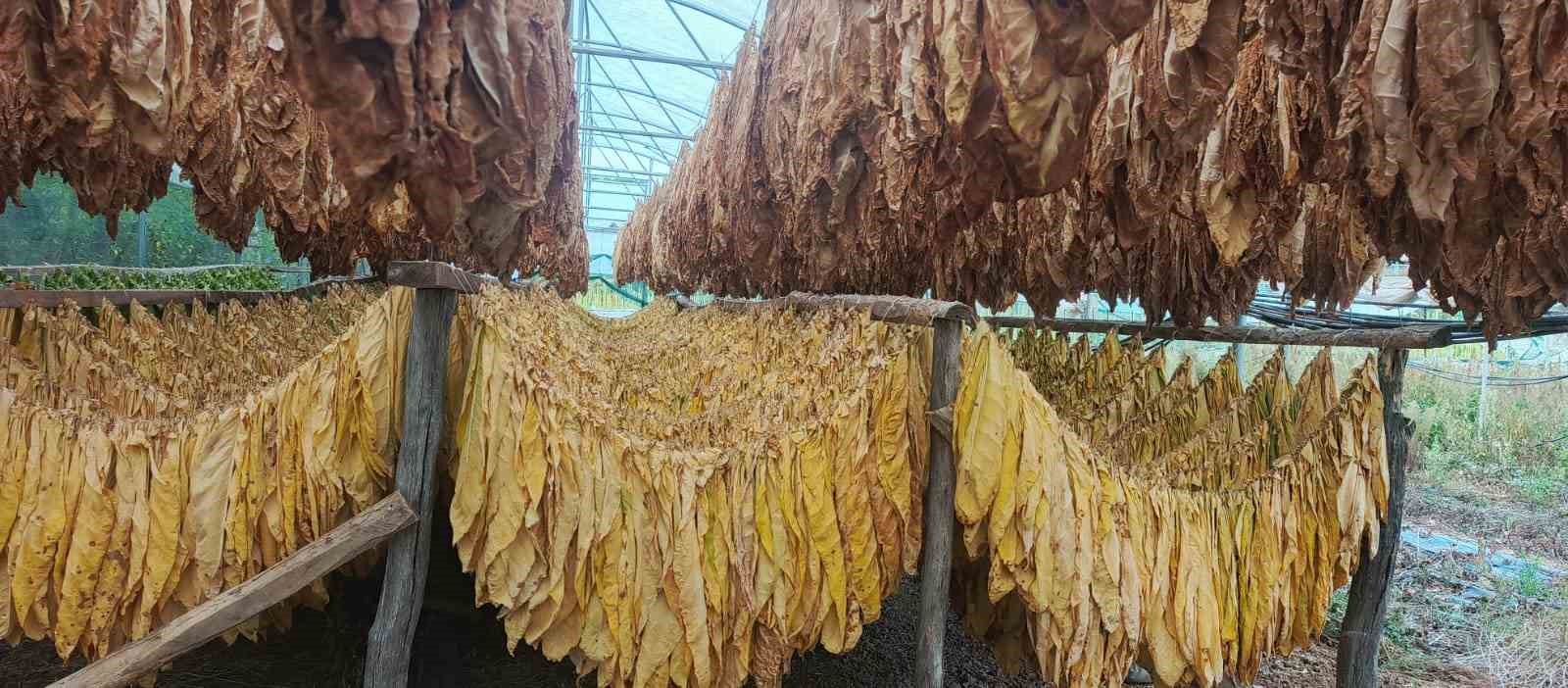 Bilecik’te tütün ve ipekböceği için ilk adım atıldı
Bilecik’te tütün ve ipekböceği için ilk adım atıldı