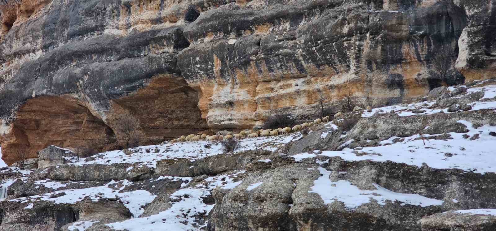 Bin 600 rakımda sürülerin yolculuğu kamerada
