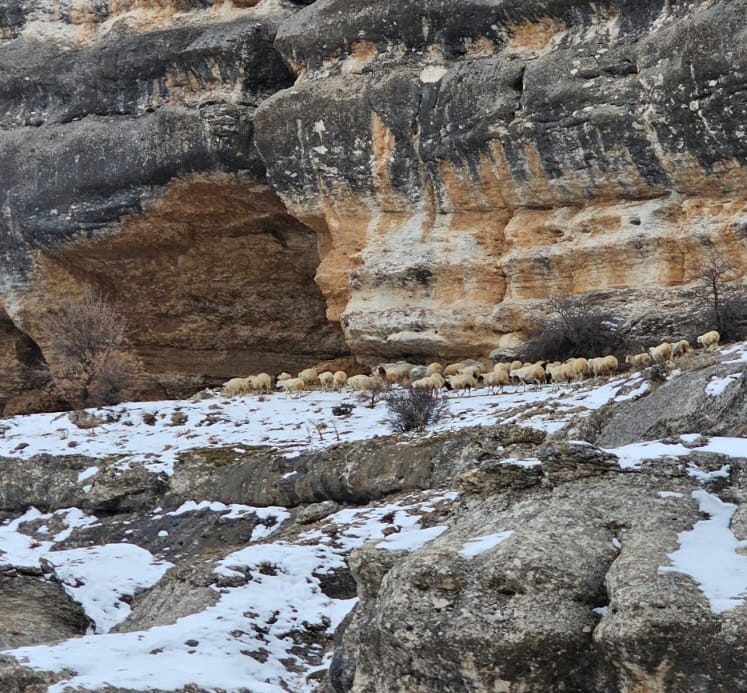 Bin 600 rakımda sürülerin yolculuğu kamerada
