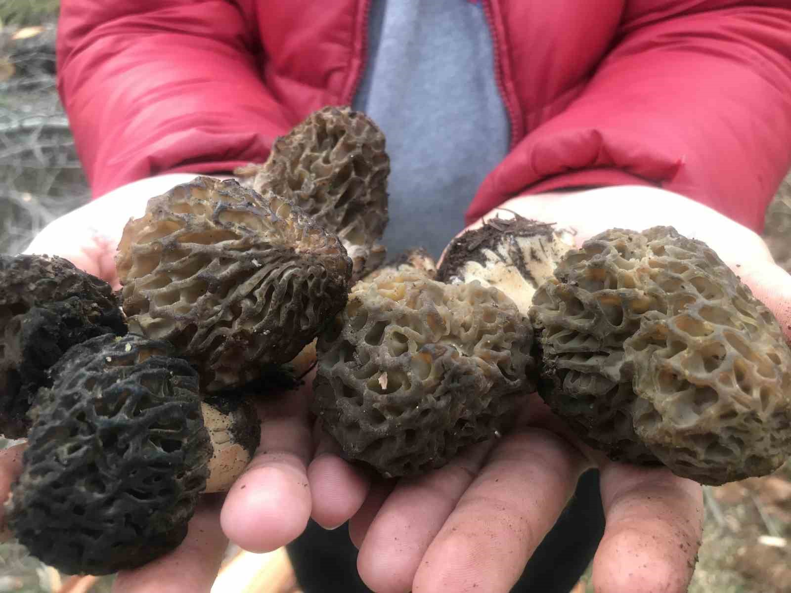 Bin 800 rakımlı dağlardan toplanıp kilosu bin 500 liradan satılıyor
Bin 800 rakımlı dağlardan toplanıp kilosu bin 500 liradan satılıyor