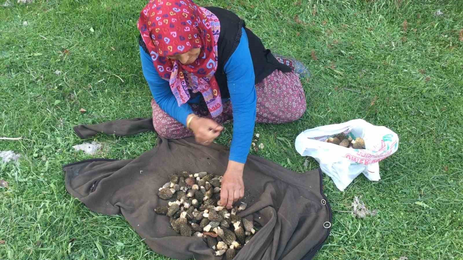 Bin 800 rakımlı dağlardan toplanıp kilosu bin 500 liradan satılıyor
Bin 800 rakımlı dağlardan toplanıp kilosu bin 500 liradan satılıyor