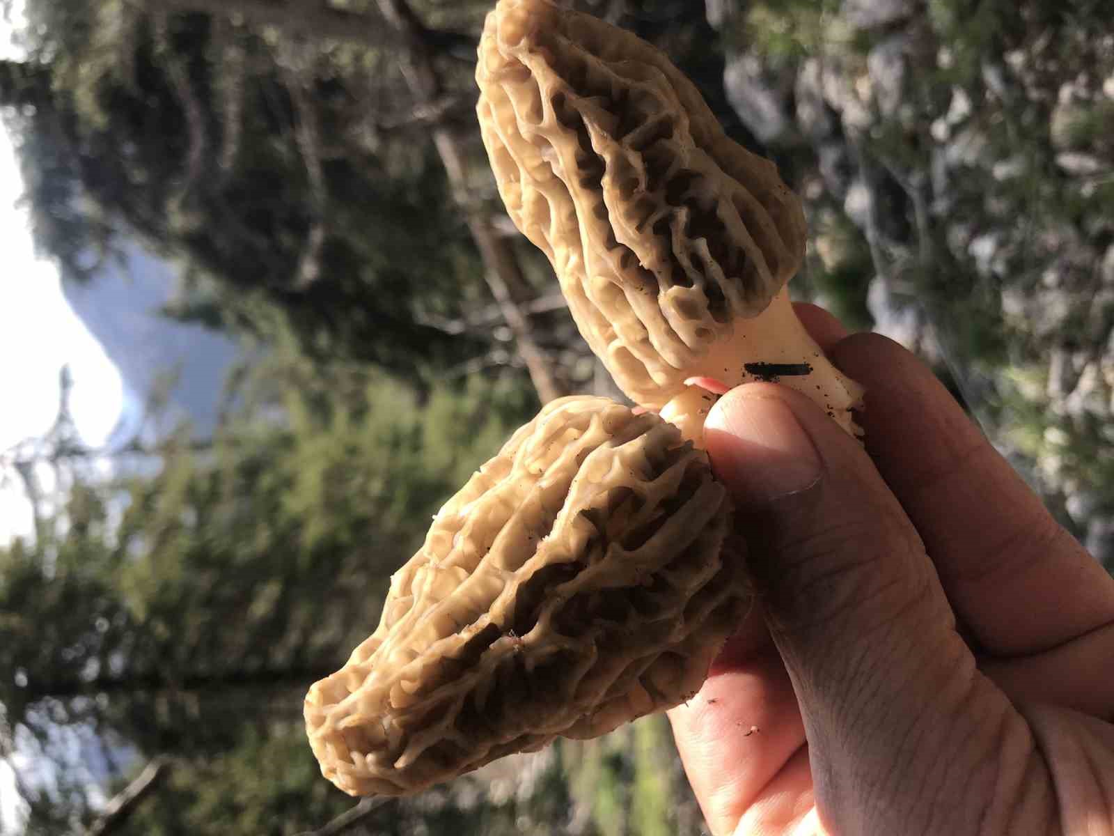 Bin 800 rakımlı dağlardan toplanıp kilosu bin 500 liradan satılıyor
Bin 800 rakımlı dağlardan toplanıp kilosu bin 500 liradan satılıyor