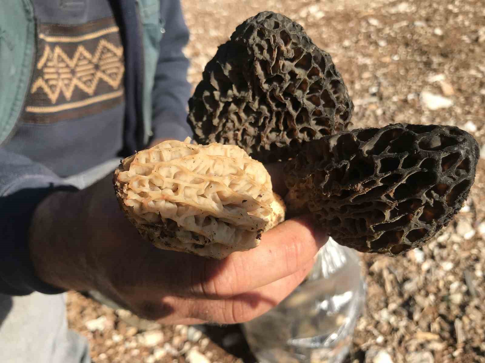 Bin 800 rakımlı dağlardan toplanıp kilosu bin 500 liradan satılıyor
Bin 800 rakımlı dağlardan toplanıp kilosu bin 500 liradan satılıyor