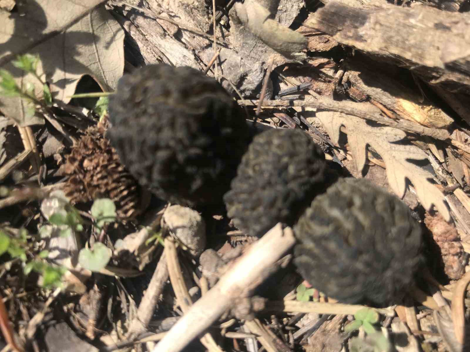 Bin 800 rakımlı dağlardan toplanıp kilosu bin 500 liradan satılıyor
Bin 800 rakımlı dağlardan toplanıp kilosu bin 500 liradan satılıyor