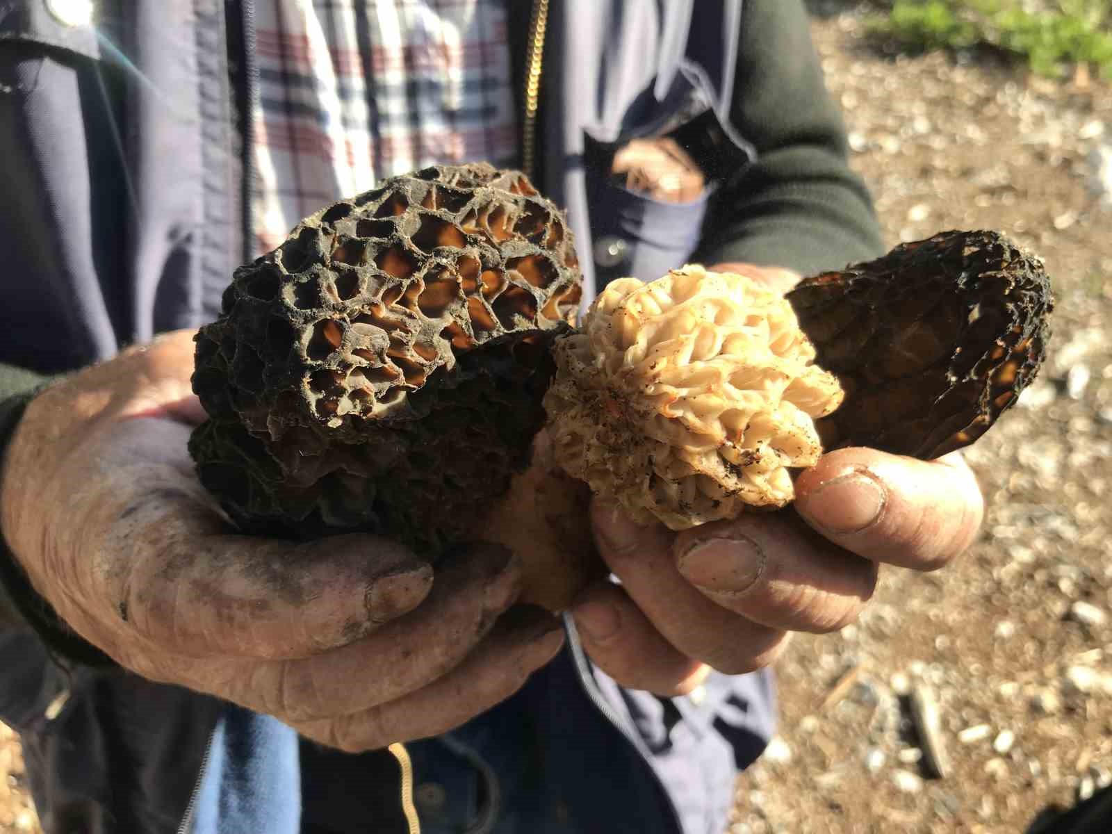 Bin 800 rakımlı dağlardan toplanıp kilosu bin 500 liradan satılıyor
Bin 800 rakımlı dağlardan toplanıp kilosu bin 500 liradan satılıyor