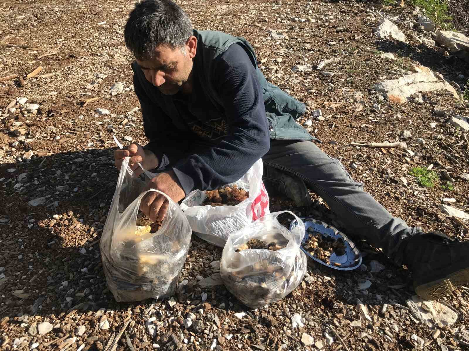 Bin 800 rakımlı dağlardan toplanıp kilosu bin 500 liradan satılıyor
Bin 800 rakımlı dağlardan toplanıp kilosu bin 500 liradan satılıyor