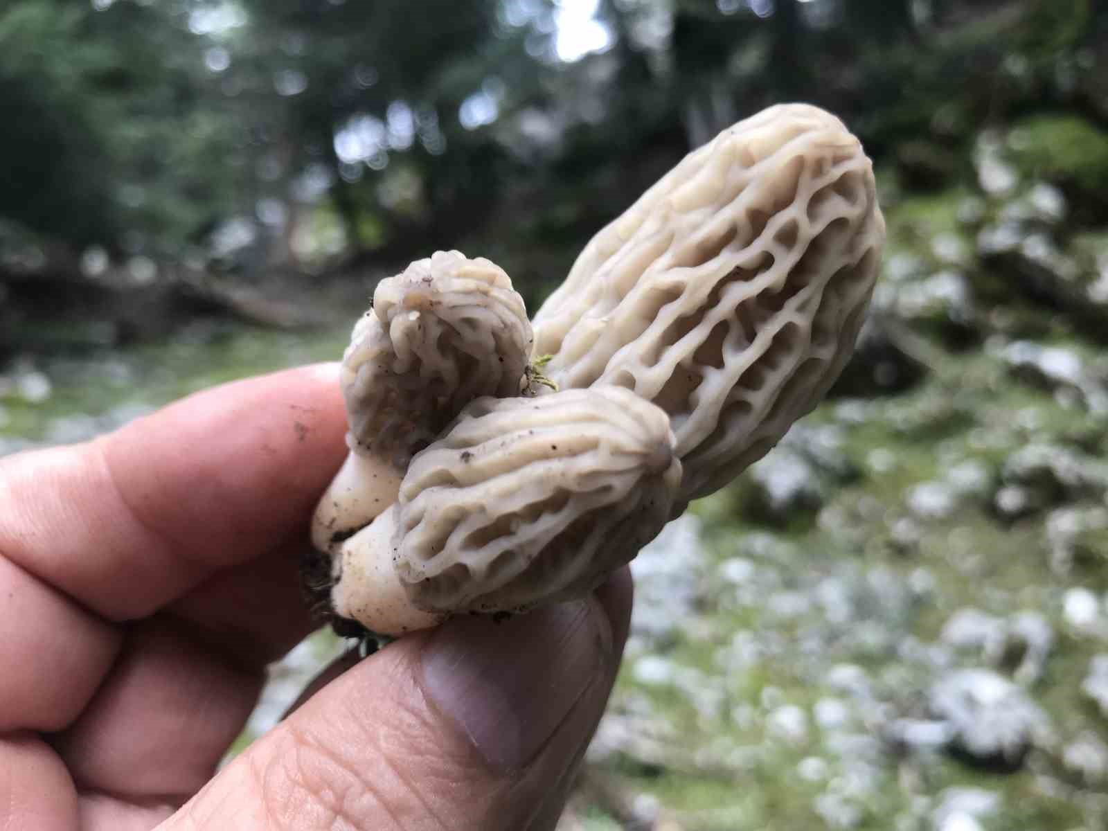 Bin 800 rakımlı dağlardan toplanıp kilosu bin 500 liradan satılıyor
Bin 800 rakımlı dağlardan toplanıp kilosu bin 500 liradan satılıyor