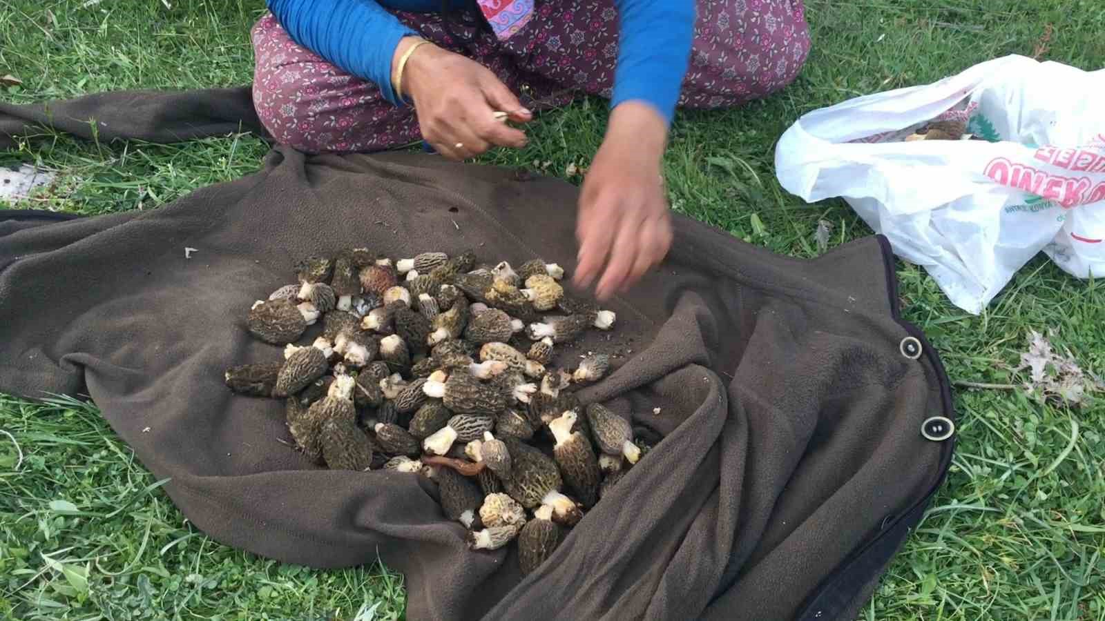 Bin 800 rakımlı dağlardan toplanıp kilosu bin 500 liradan satılıyor
Bin 800 rakımlı dağlardan toplanıp kilosu bin 500 liradan satılıyor