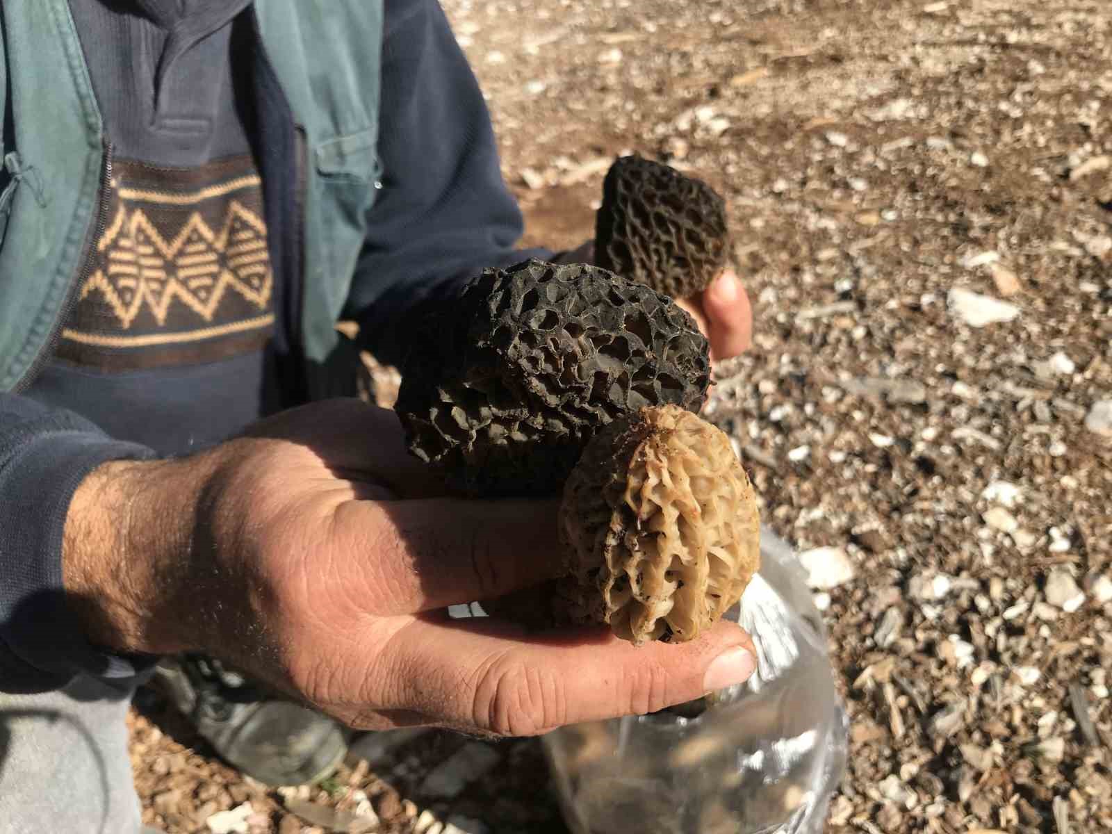 Bin 800 rakımlı dağlardan toplanıp kilosu bin 500 liradan satılıyor
Bin 800 rakımlı dağlardan toplanıp kilosu bin 500 liradan satılıyor