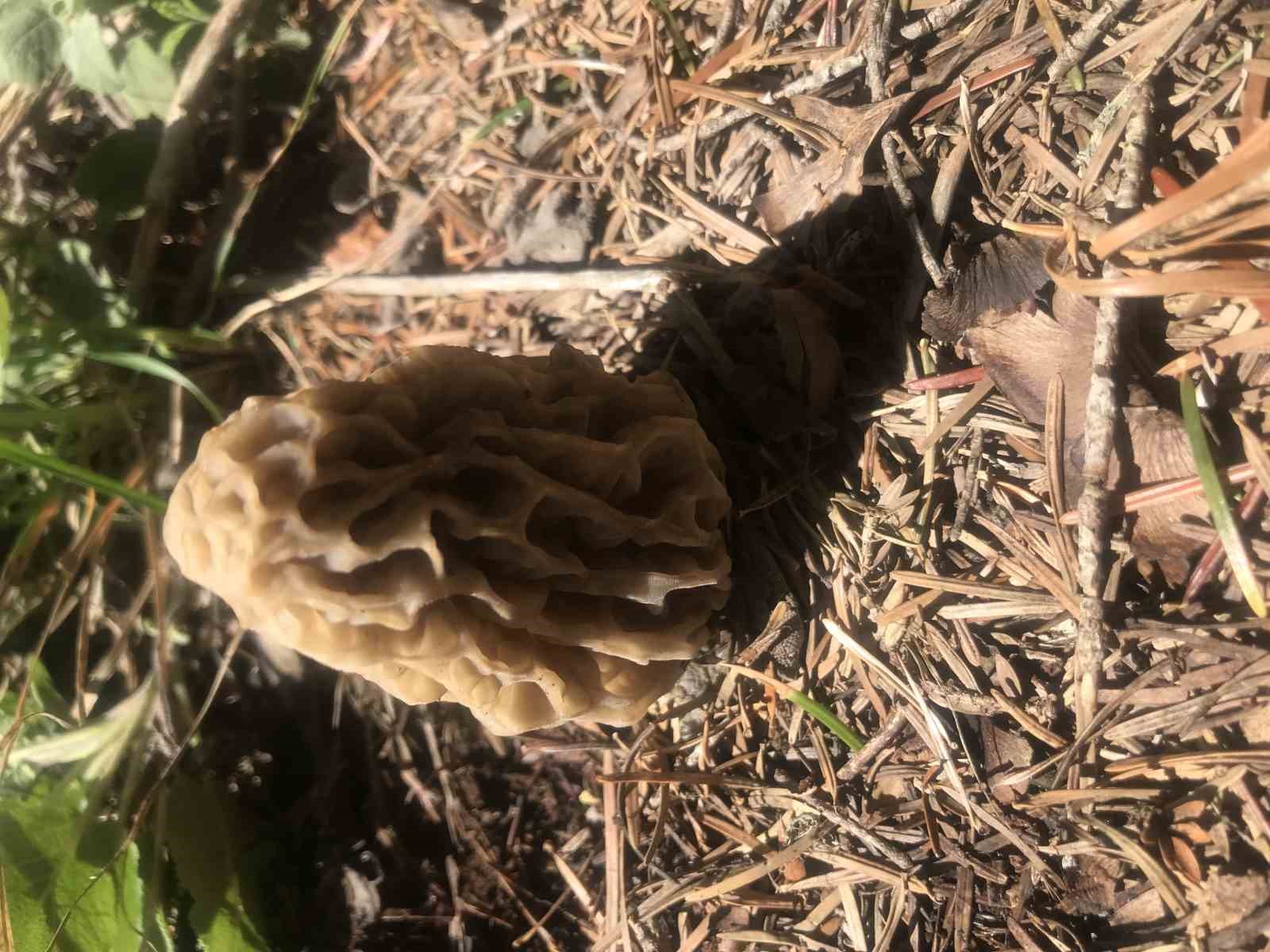 Bin 800 rakımlı dağlardan toplanıp kilosu bin 500 liradan satılıyor
Bin 800 rakımlı dağlardan toplanıp kilosu bin 500 liradan satılıyor