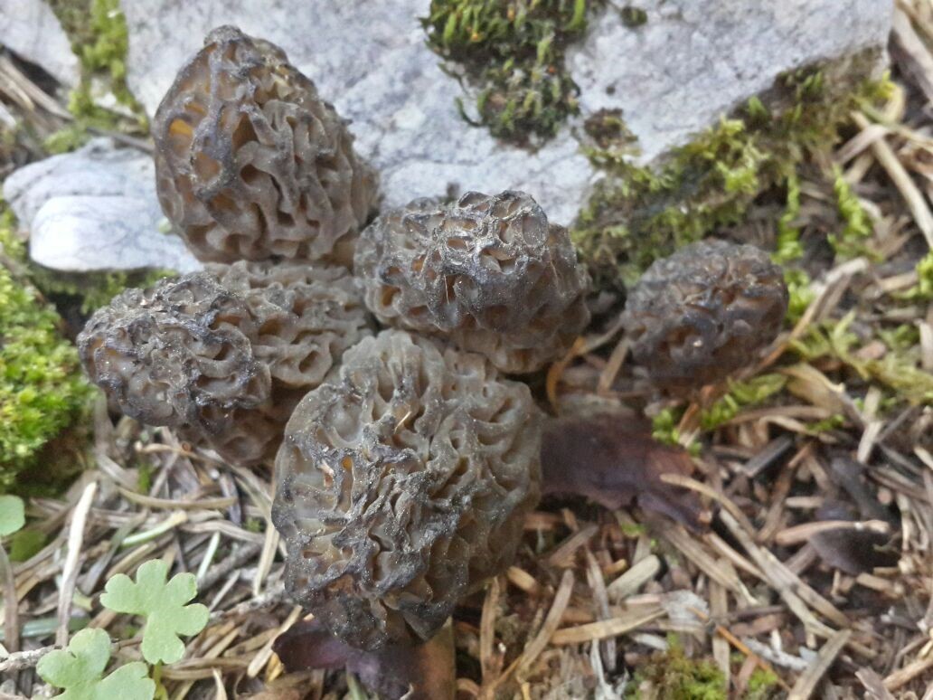 Bin 800 rakımlı dağlardan toplanıp kilosu bin 500 liradan satılıyor
Bin 800 rakımlı dağlardan toplanıp kilosu bin 500 liradan satılıyor