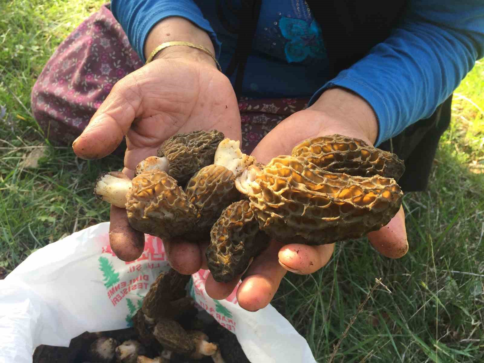 Bin 800 rakımlı dağlardan toplanıp kilosu bin 500 liradan satılıyor
Bin 800 rakımlı dağlardan toplanıp kilosu bin 500 liradan satılıyor