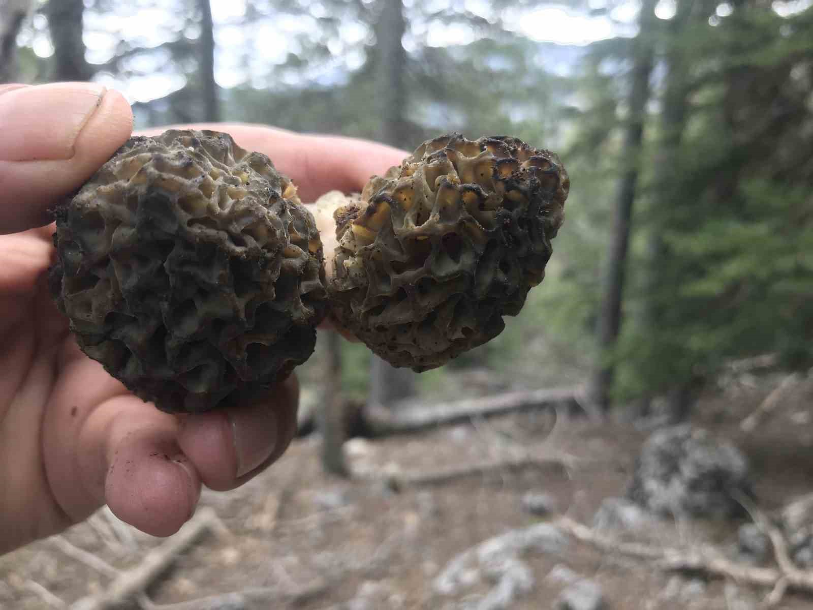 Bin 800 rakımlı dağlardan toplanıp kilosu bin 500 liradan satılıyor
Bin 800 rakımlı dağlardan toplanıp kilosu bin 500 liradan satılıyor