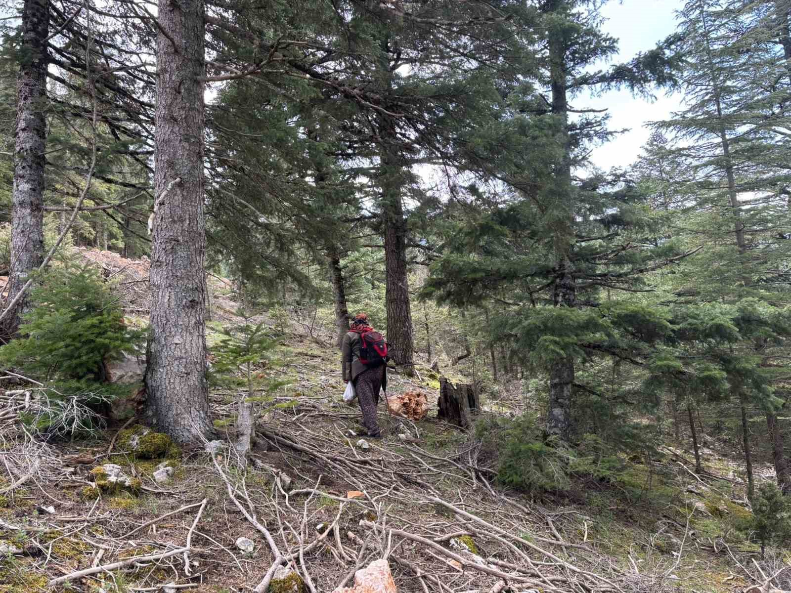 Bin 800 rakımlı dağlardan toplanıp kilosu bin 500 liradan satılıyor
Bin 800 rakımlı dağlardan toplanıp kilosu bin 500 liradan satılıyor