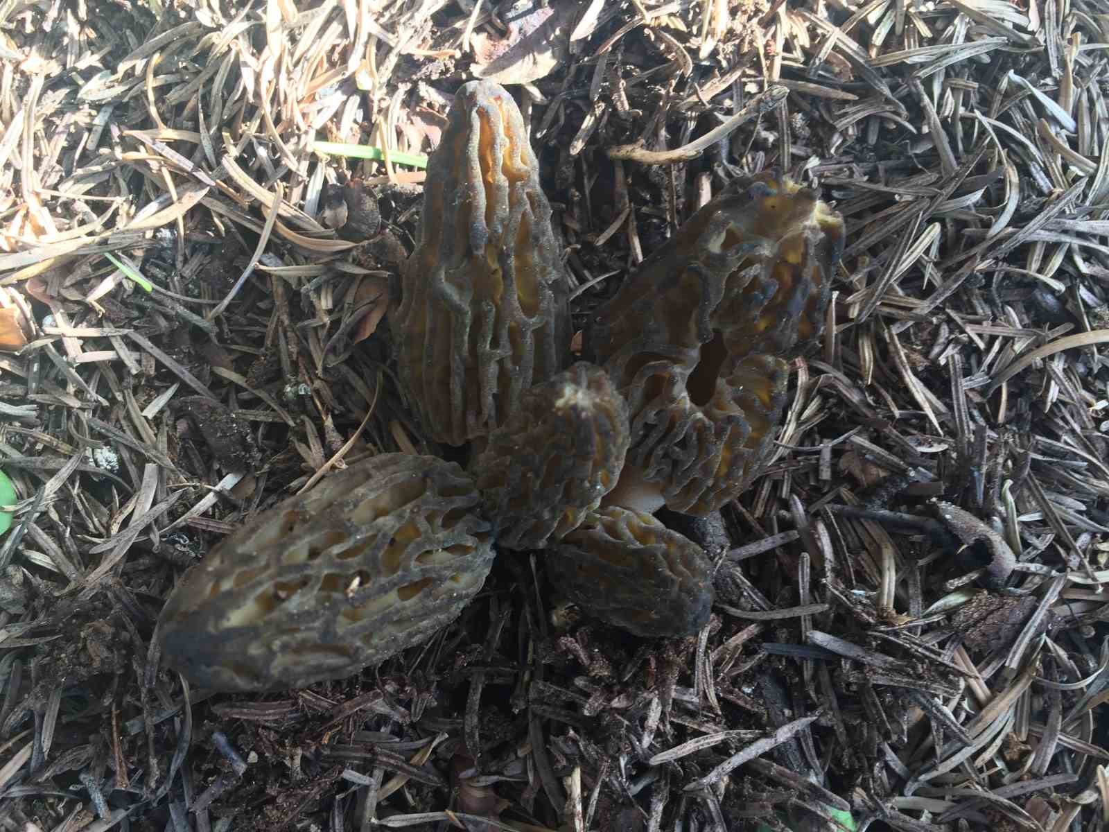 Bin 800 rakımlı dağlardan toplanıp kilosu bin 500 liradan satılıyor
Bin 800 rakımlı dağlardan toplanıp kilosu bin 500 liradan satılıyor