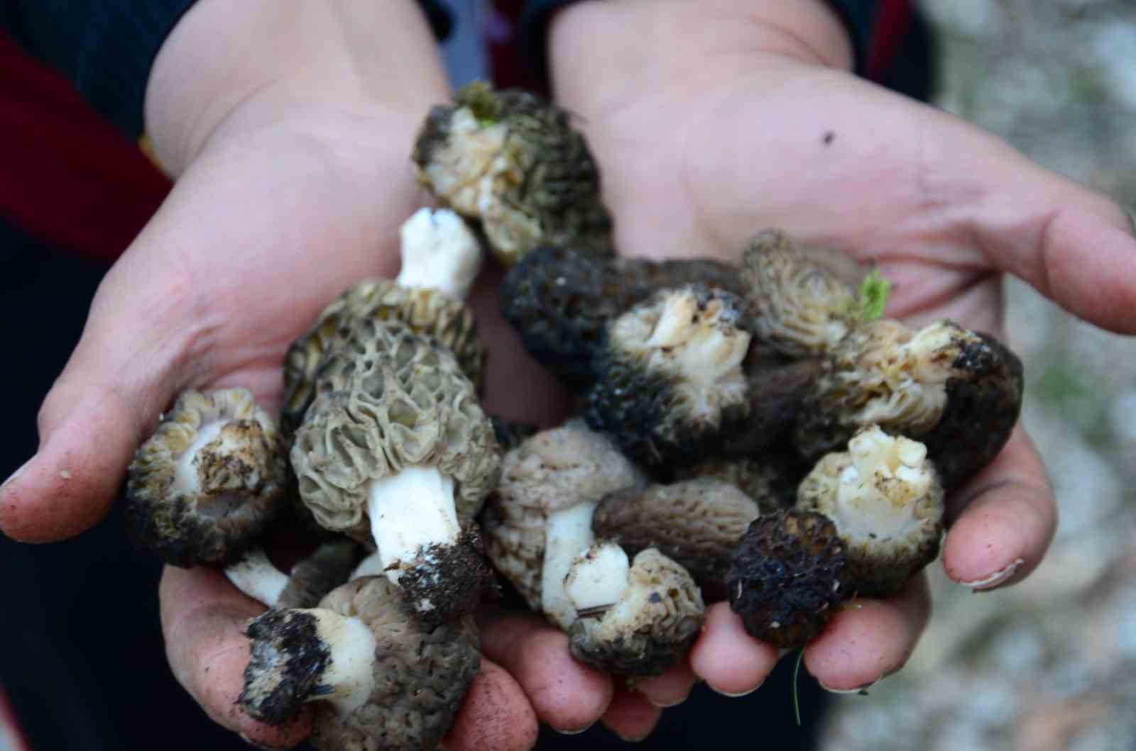 Bin 800 rakımlı dağlardan toplanıp kilosu bin 500 liradan satılıyor
Bin 800 rakımlı dağlardan toplanıp kilosu bin 500 liradan satılıyor