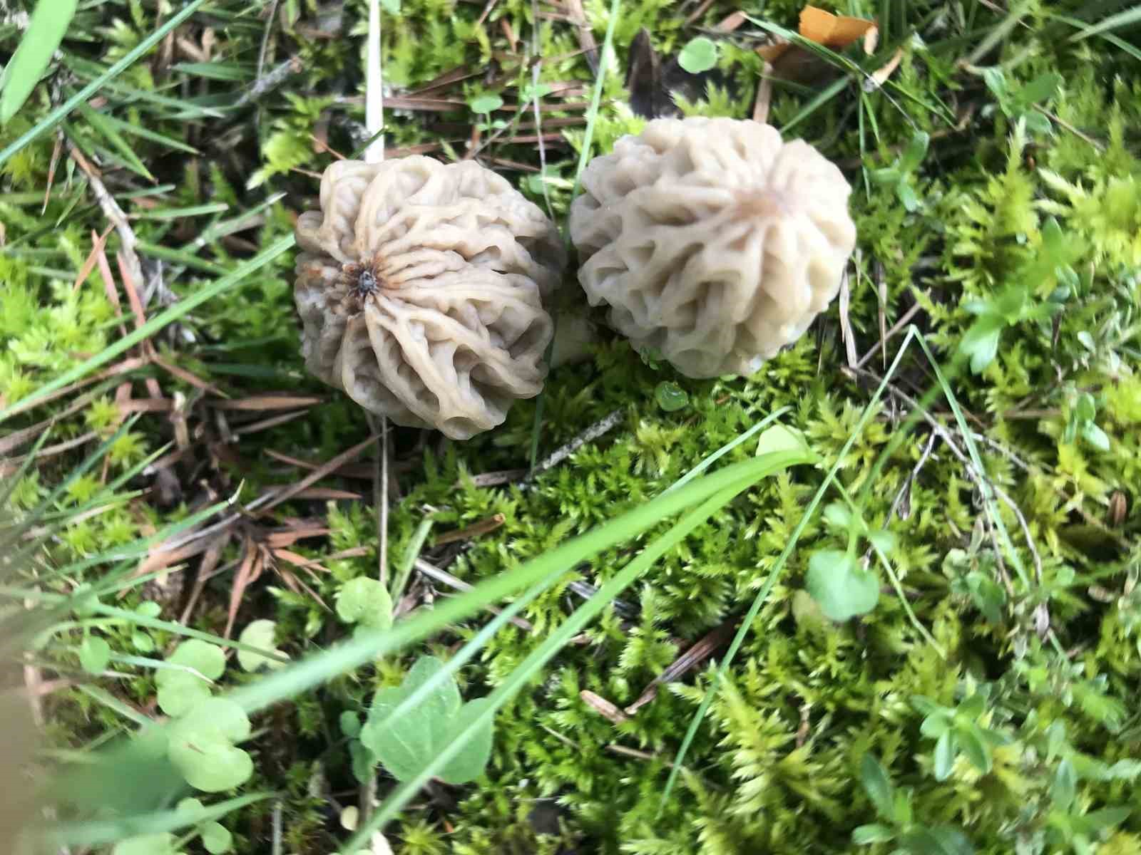 Bin 800 rakımlı dağlardan toplanıp kilosu bin 500 liradan satılıyor
Bin 800 rakımlı dağlardan toplanıp kilosu bin 500 liradan satılıyor