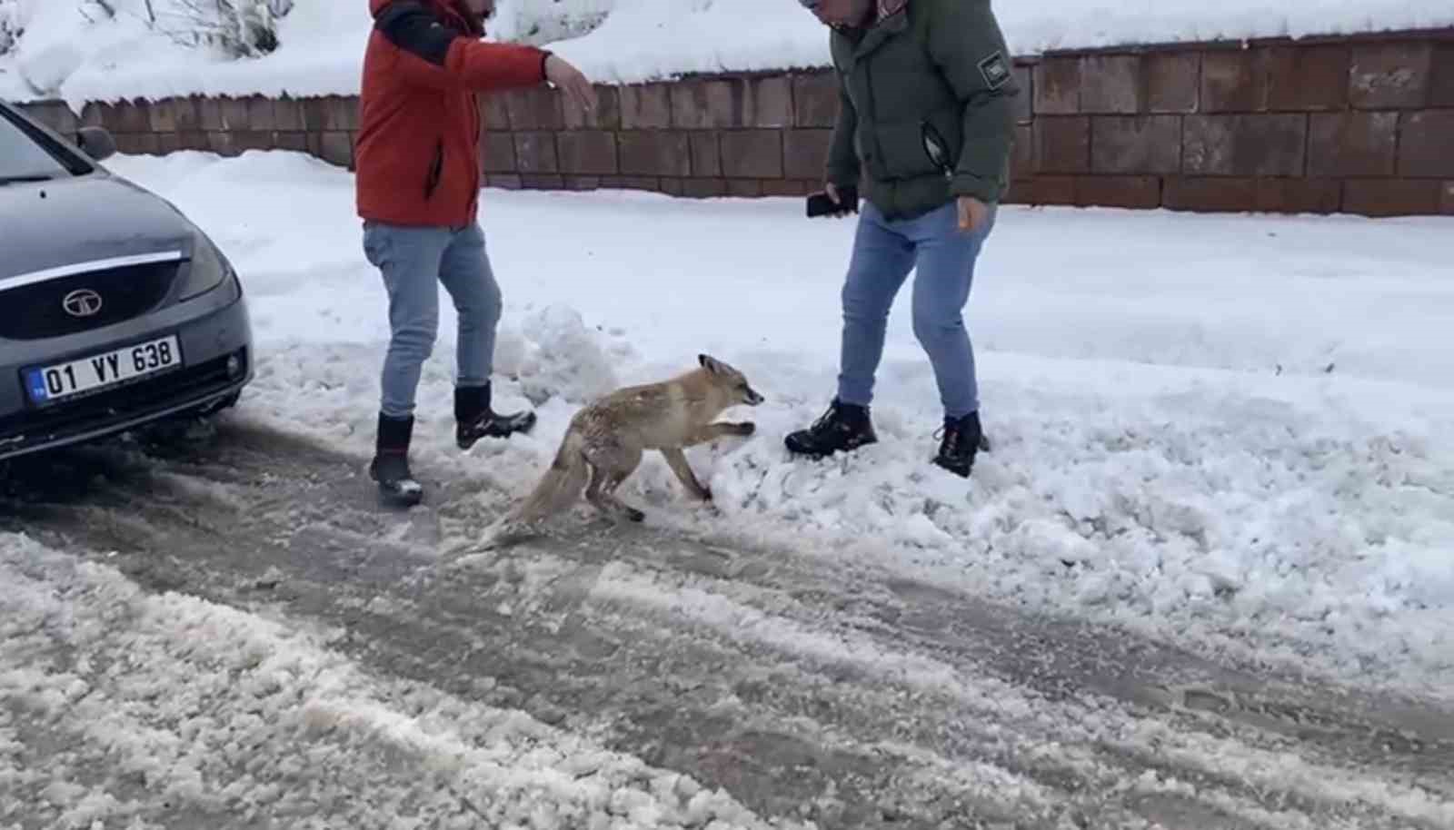 Bingöl’de aç kalan kızıl tilki şehir merkezine indi

