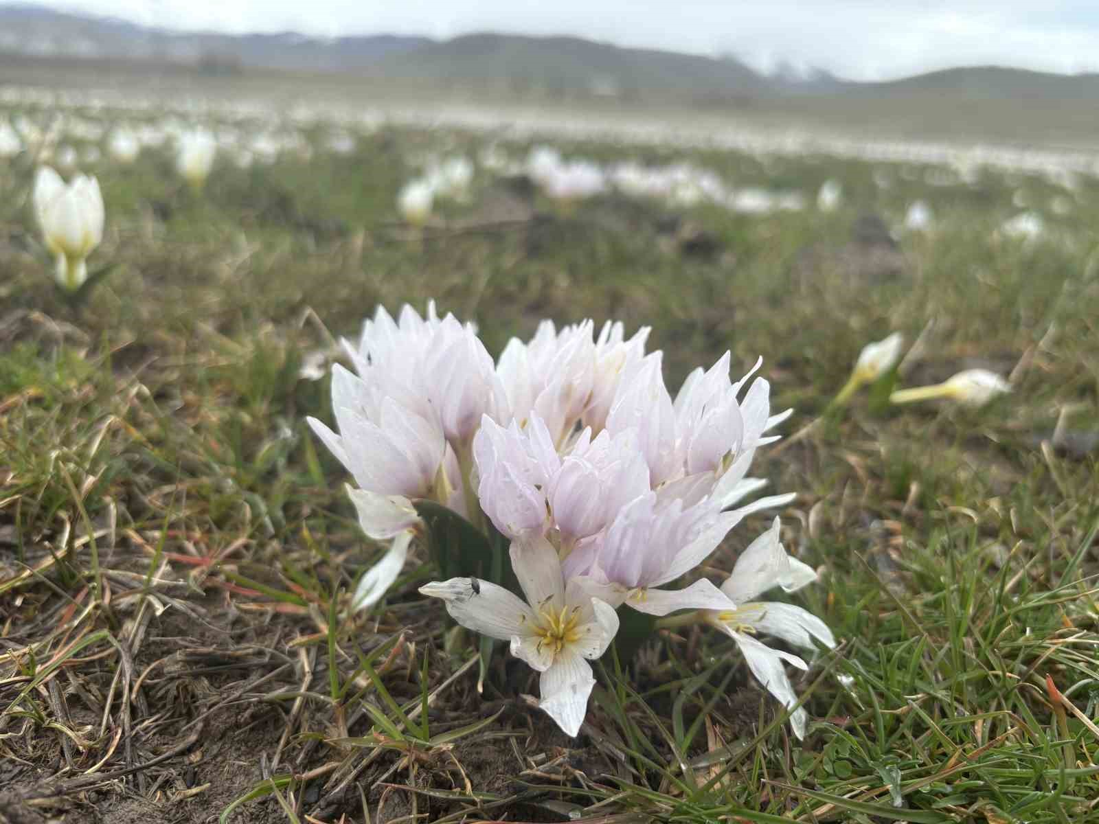 Bingöl’de baharın habercisi kardelenler yüzünü gösterdi
