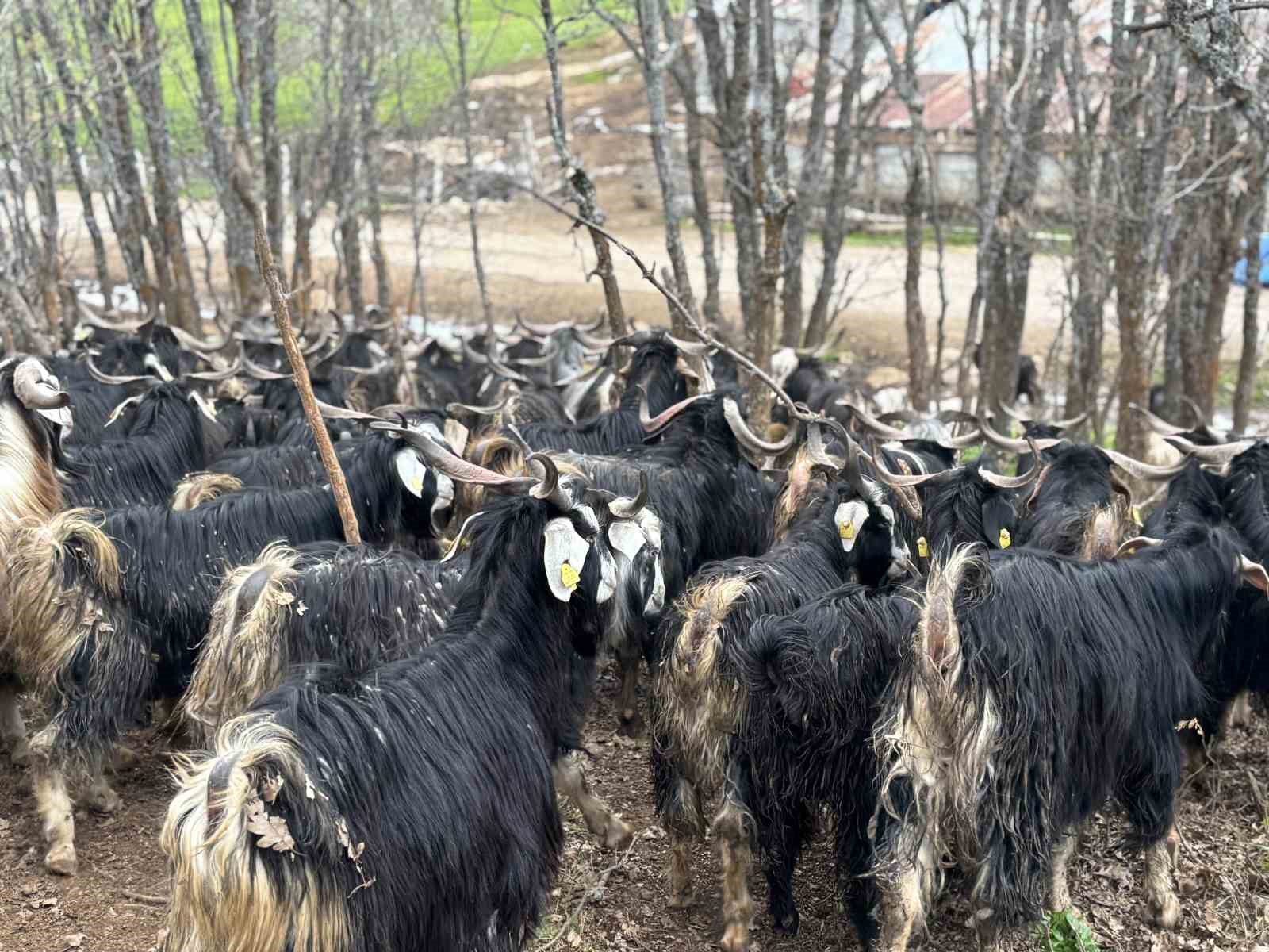 Bingöl’de soğuklar yaylaya çıkışı geciktirdi: Hayvanlar besiye alındı
