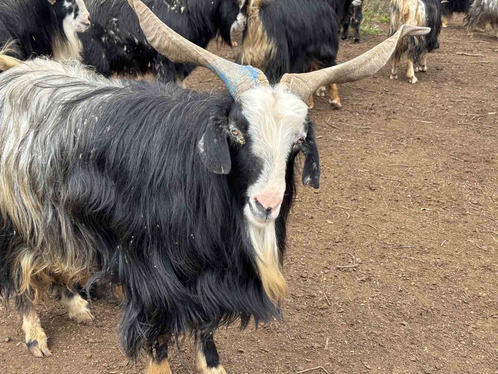 Bingöl’de soğuklar yaylaya çıkışı geciktirdi: Hayvanlar besiye alındı

