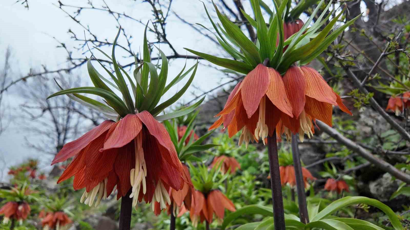 Bingöl’de ters laleler görsel şölen sunuyor: Koparmanın cezası 700 bin TL
