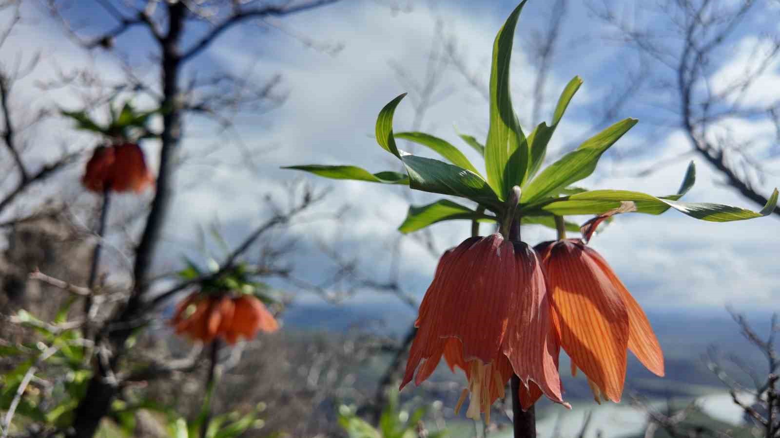 Bingöl’de ters laleler görsel şölen sunuyor: Koparmanın cezası 700 bin TL
