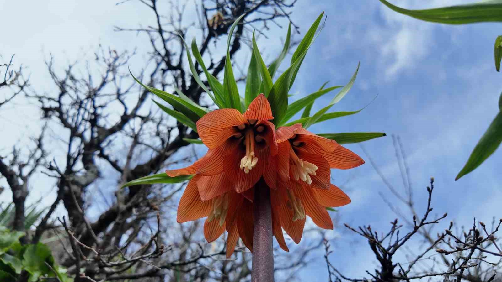 Bingöl’de ters laleler görsel şölen sunuyor: Koparmanın cezası 700 bin TL
