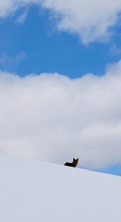 Bingöl’de yuvasında görüntülenen kızıl tilki mest etti
