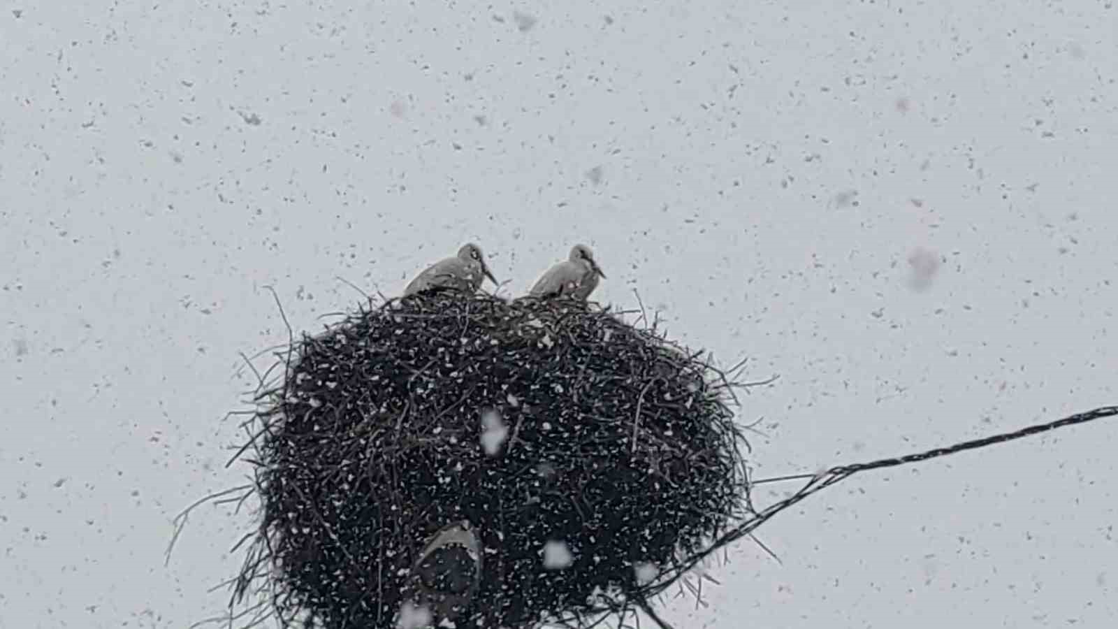 Bingöl’e erken gelen leylekler kara yakalandı
