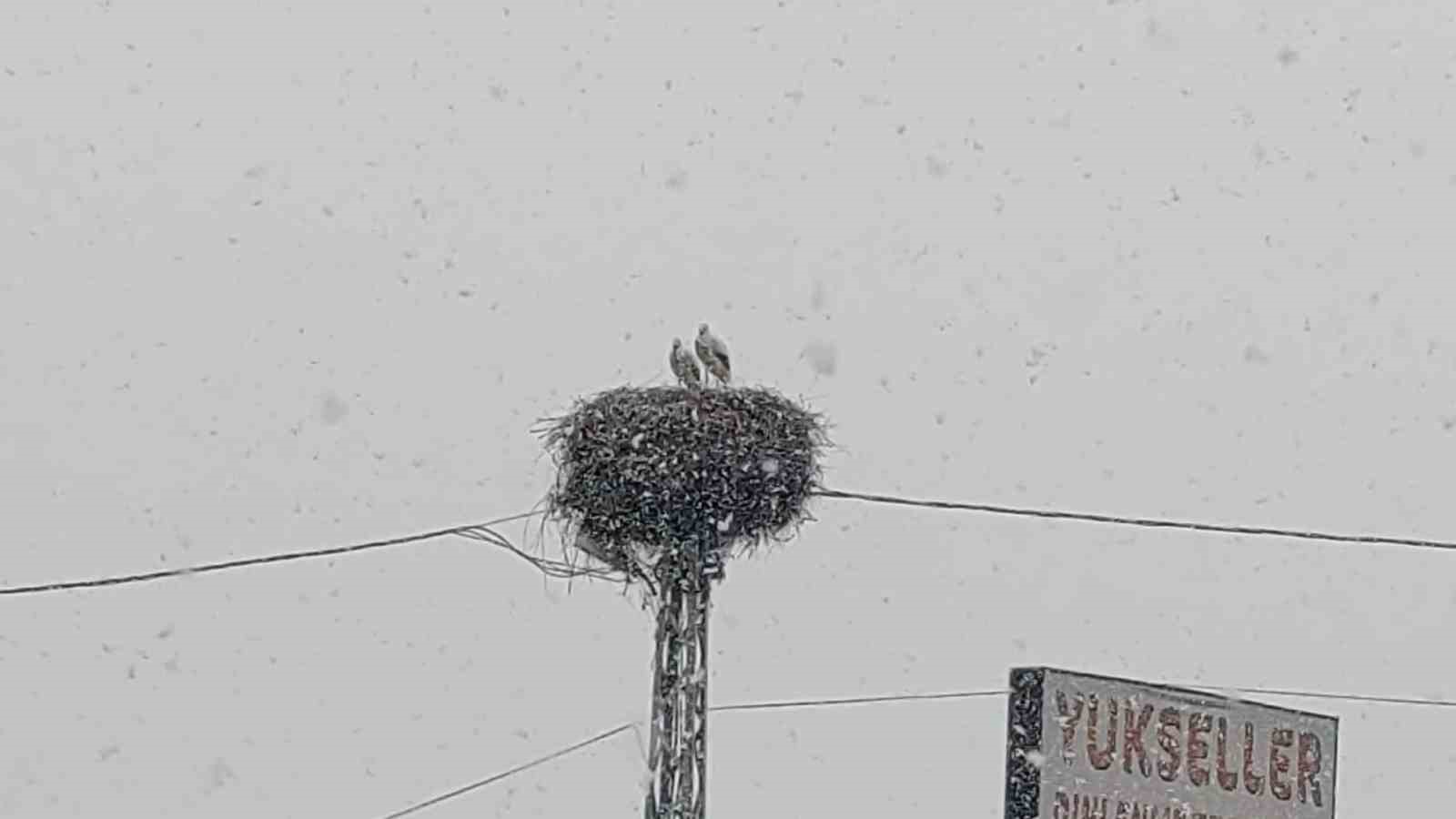 Bingöl’e erken gelen leylekler kara yakalandı
