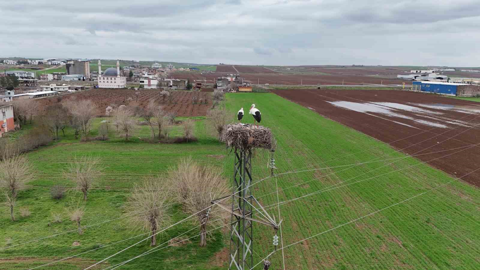 Binlerce kilometre mesafe kateden leylekler yuvalarını Diyarbakır’da kuruyor
