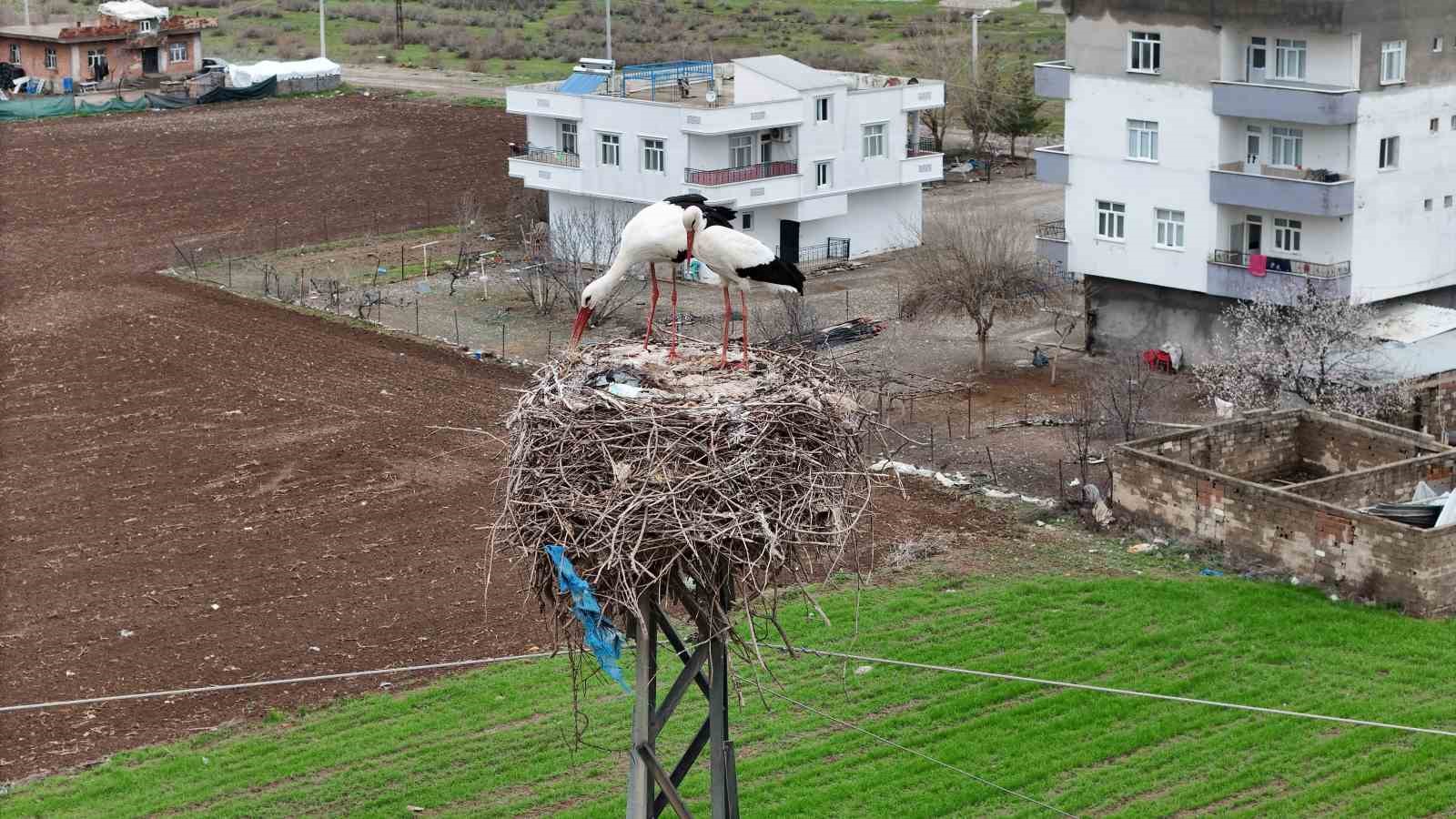 Binlerce kilometre mesafe kateden leylekler yuvalarını Diyarbakır’da kuruyor
