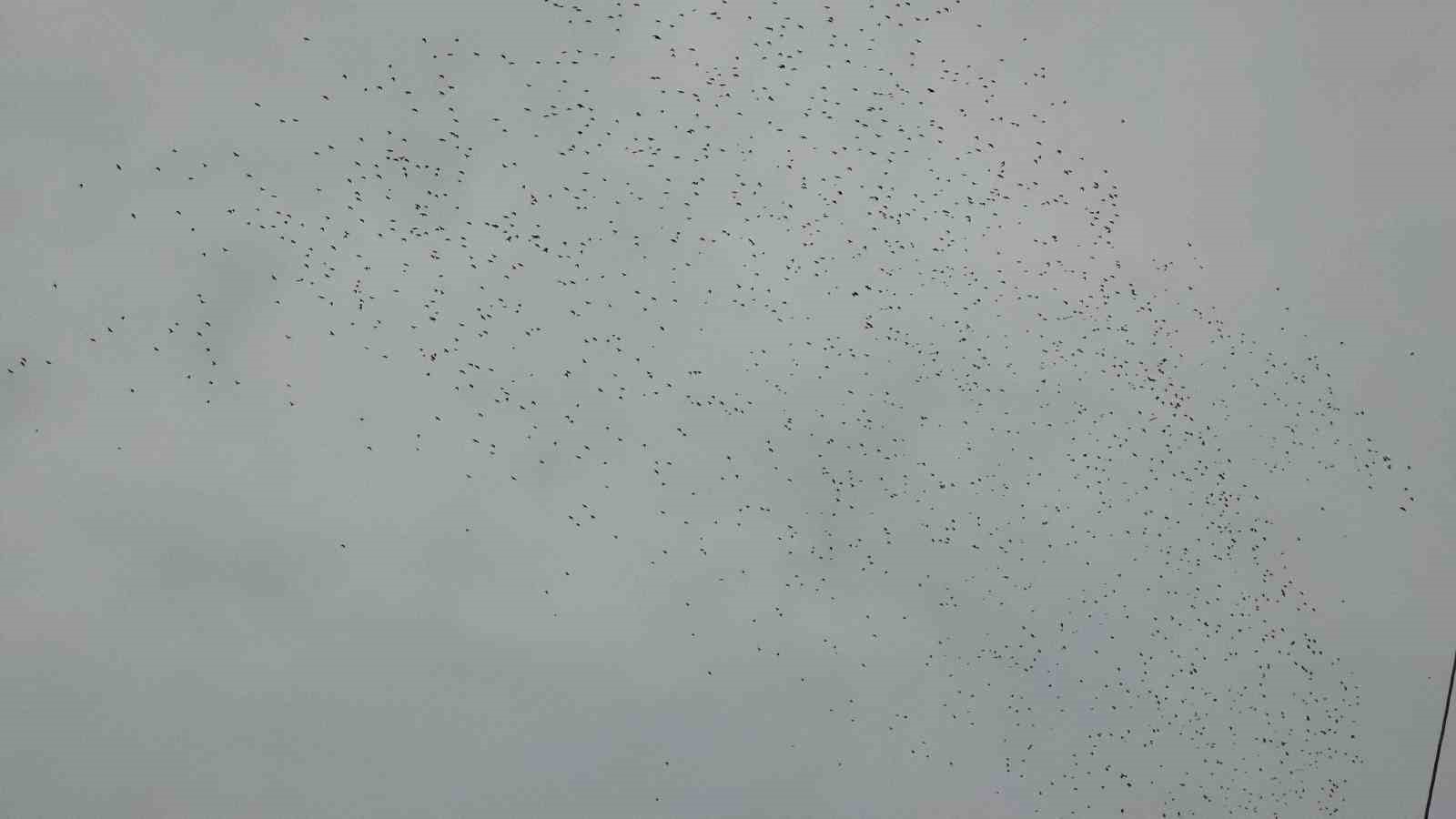 Binlerce kuş gökyüzünde görsel şölen oluşturdu
