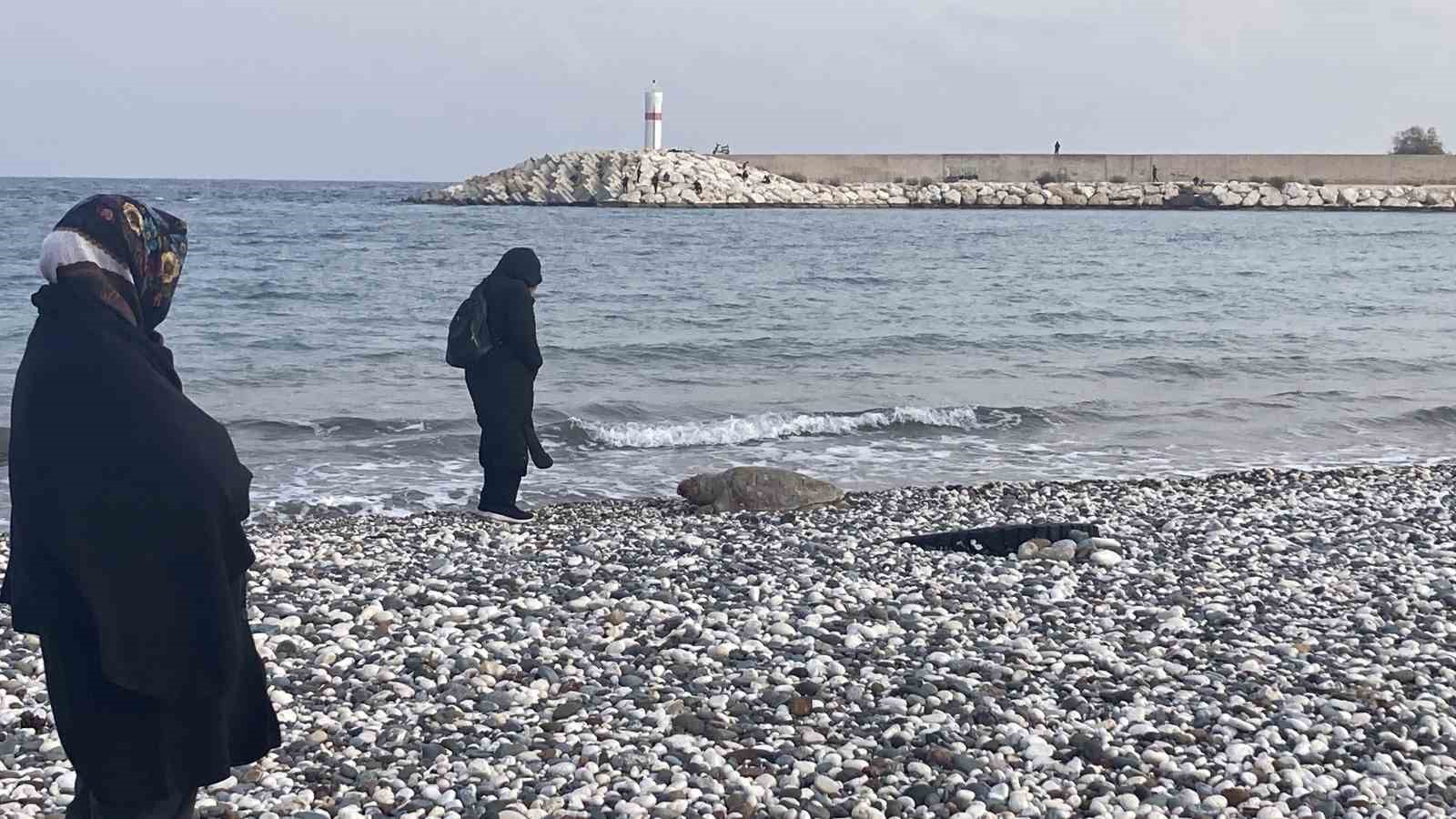 Bir caretta caretta daha ölü bulundu:15 günde 7’inci ölüm
