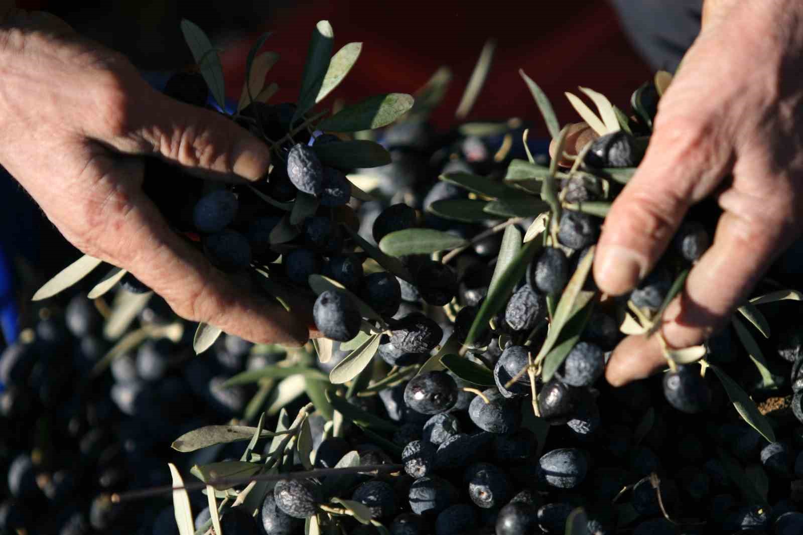 Bir kilogram zeytin için 6798 litre suya ihtiyaç duyuluyor
