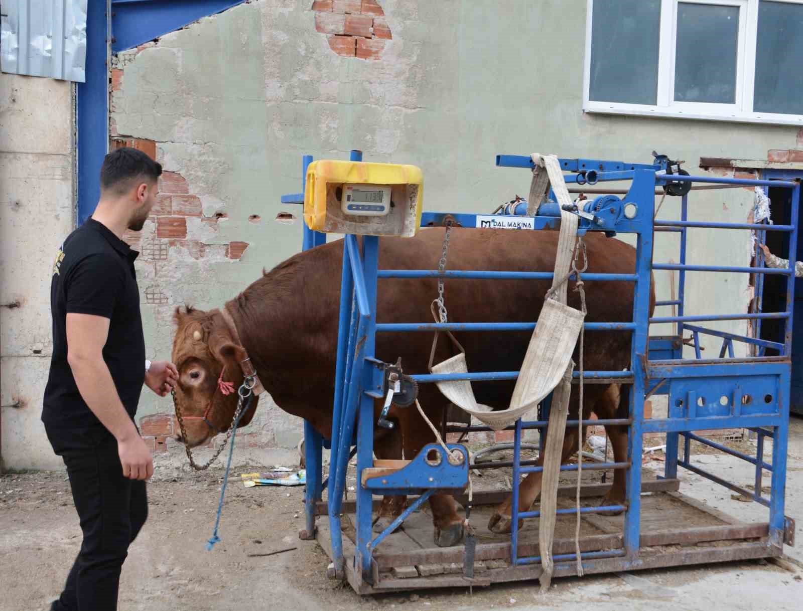 Bir ton 140 kilogramlık kurbanlık dana 575 bin liraya alıcı buldu
