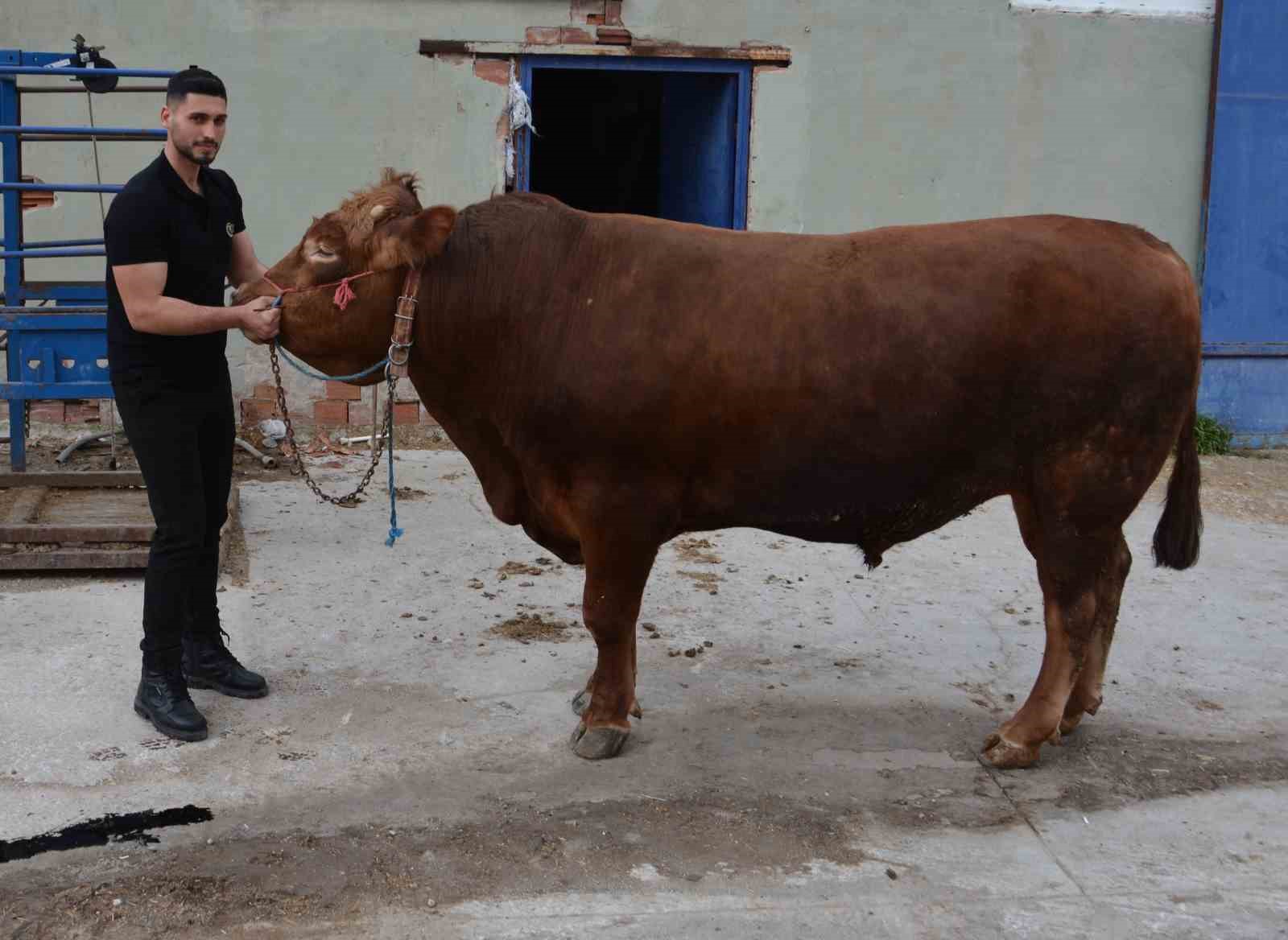 Bir ton 140 kilogramlık kurbanlık dana 575 bin liraya alıcı buldu

