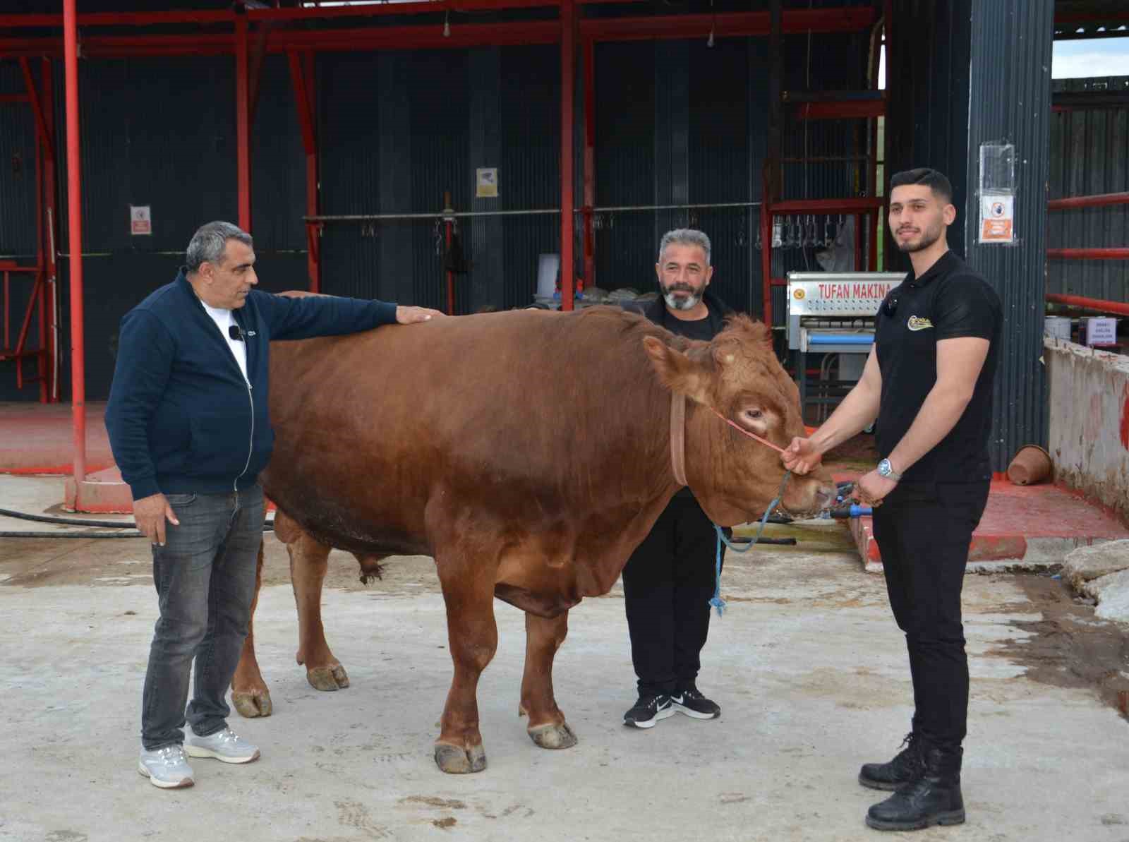 Bir ton 140 kilogramlık kurbanlık dana 575 bin liraya alıcı buldu
