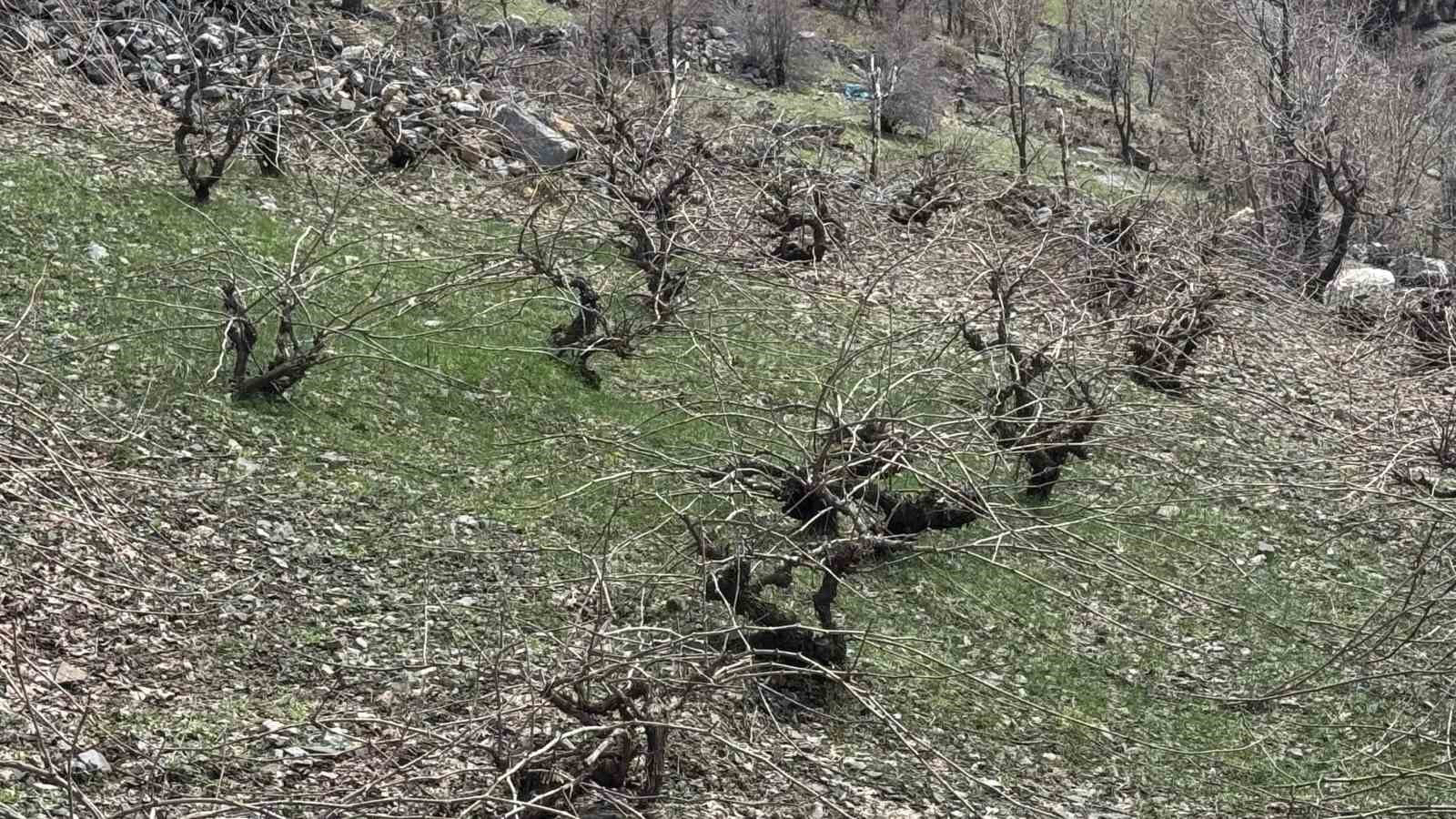 Bir yanda karla mücadele, diğer yanda budama çalışmaları sürüyor
