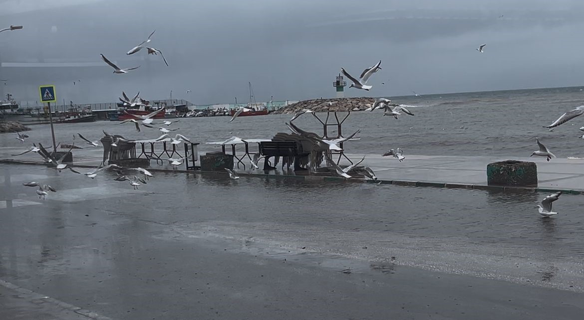 "Birazdan balıklar gelir" dedi, kuşlar sahil yolunda avladı
