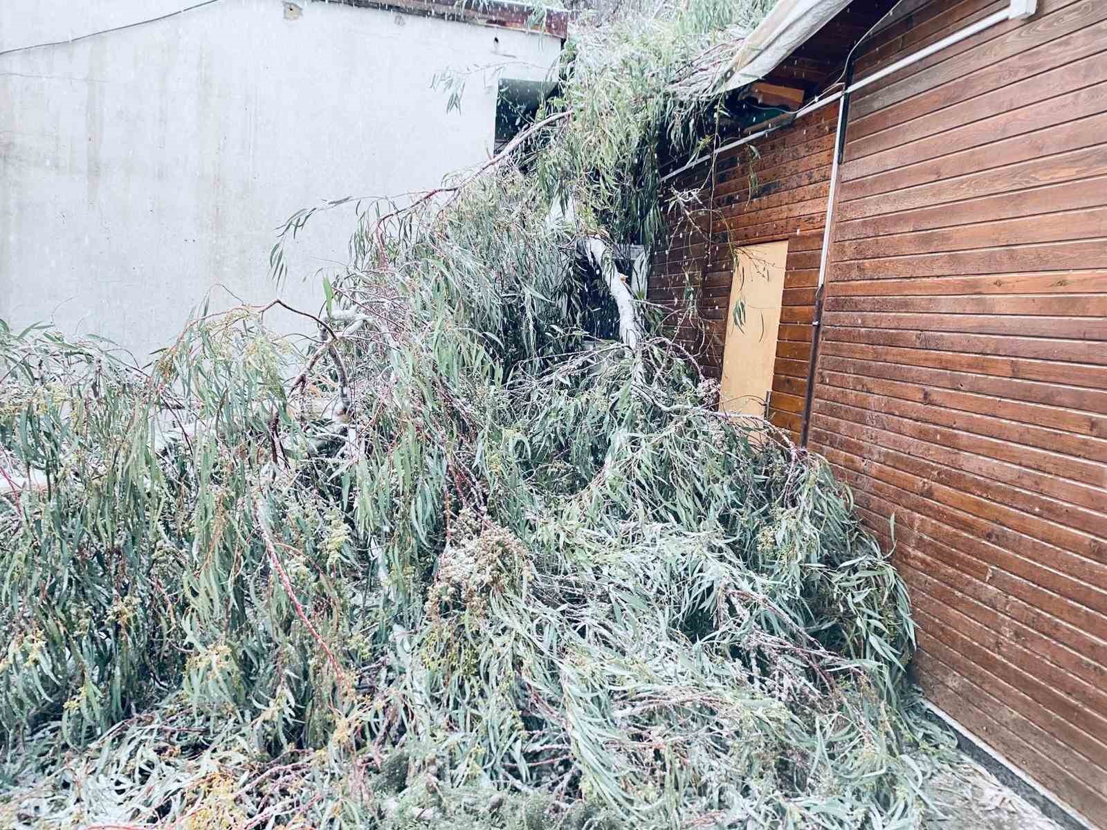 Birecik’te karın ağırlığına dayanamayan ağaç dalları araçların üzerine devrildi
