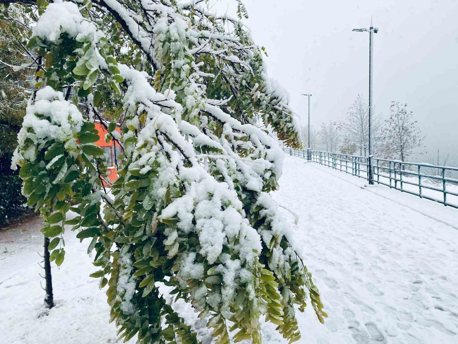 Birecik’te karın ağırlığına dayanamayan ağaç dalları araçların üzerine devrildi
