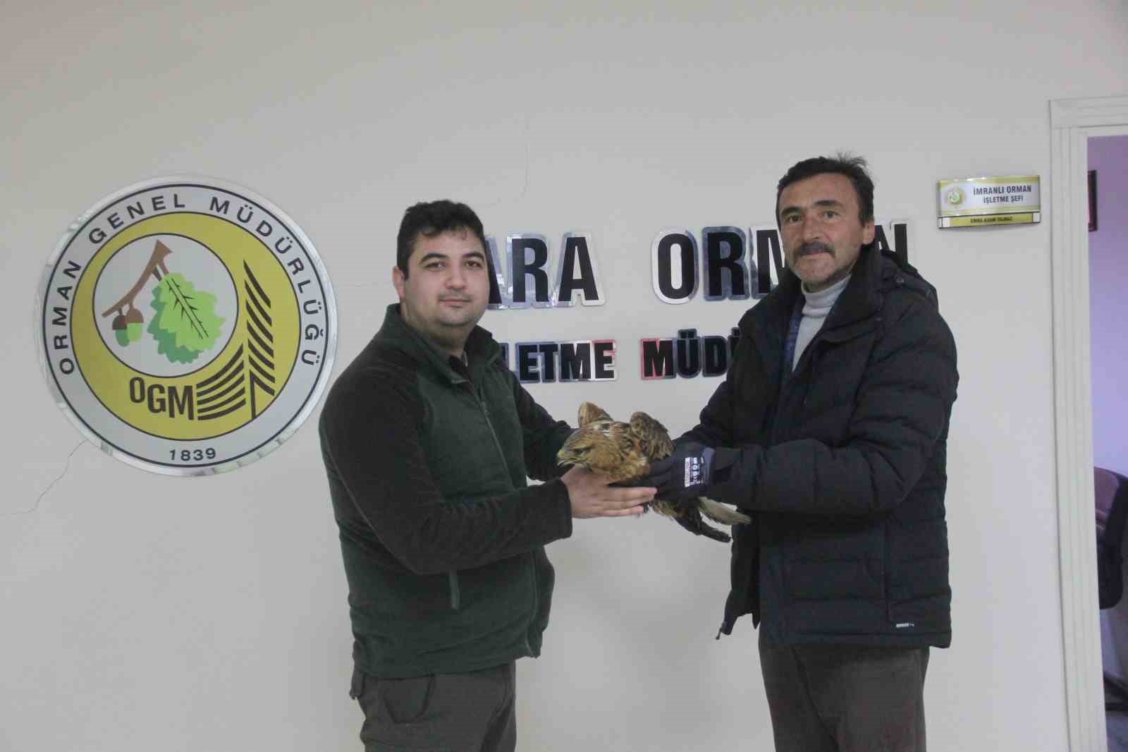 Bitkin halde bulunan Kızıl şahin koruma altına alındı
