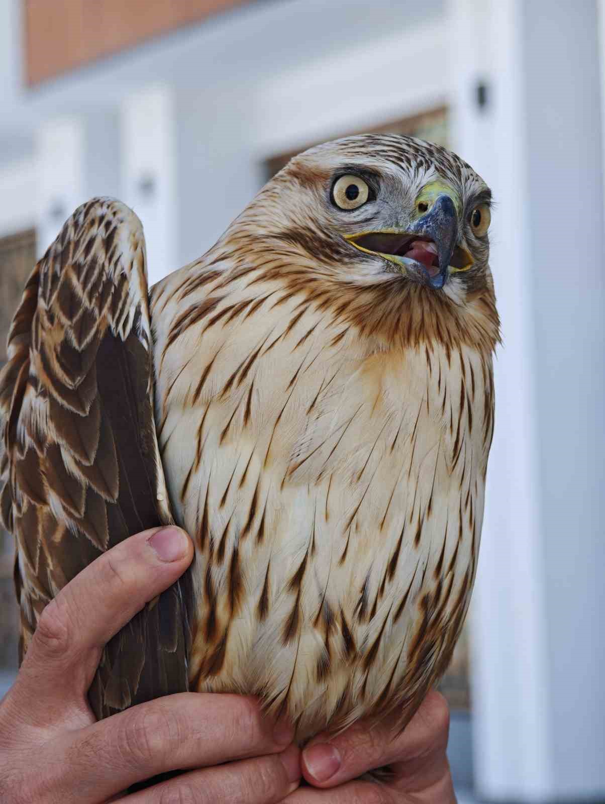 Bitkin haldeki kızıl şahini DKMP ekiplerine teslim ettiler
