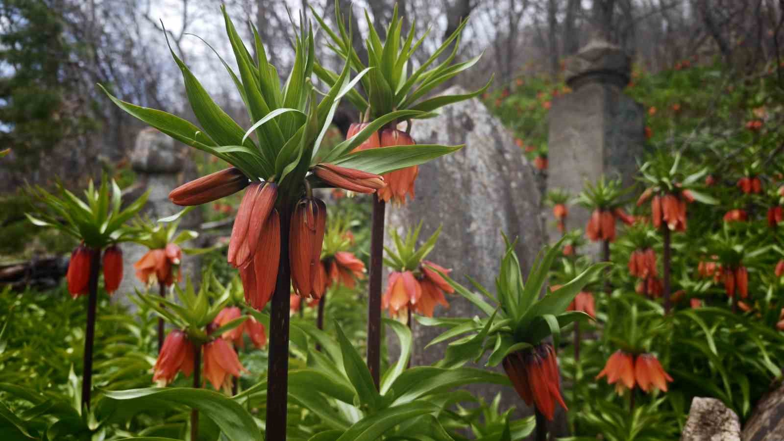 Bitlis’te açan ters laleler görsel şölen sunuyor
