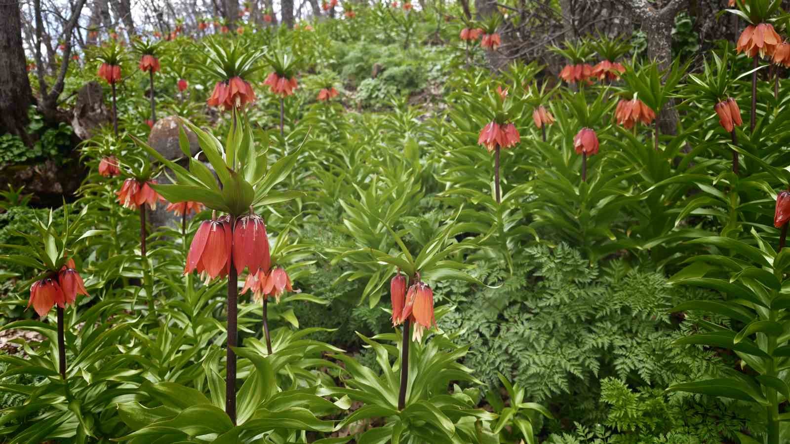 Bitlis’te açan ters laleler görsel şölen sunuyor
