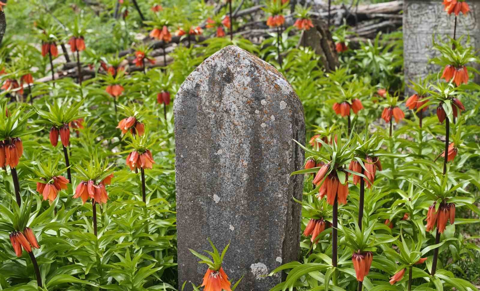 Bitlis’te açan ters laleler görsel şölen sunuyor
