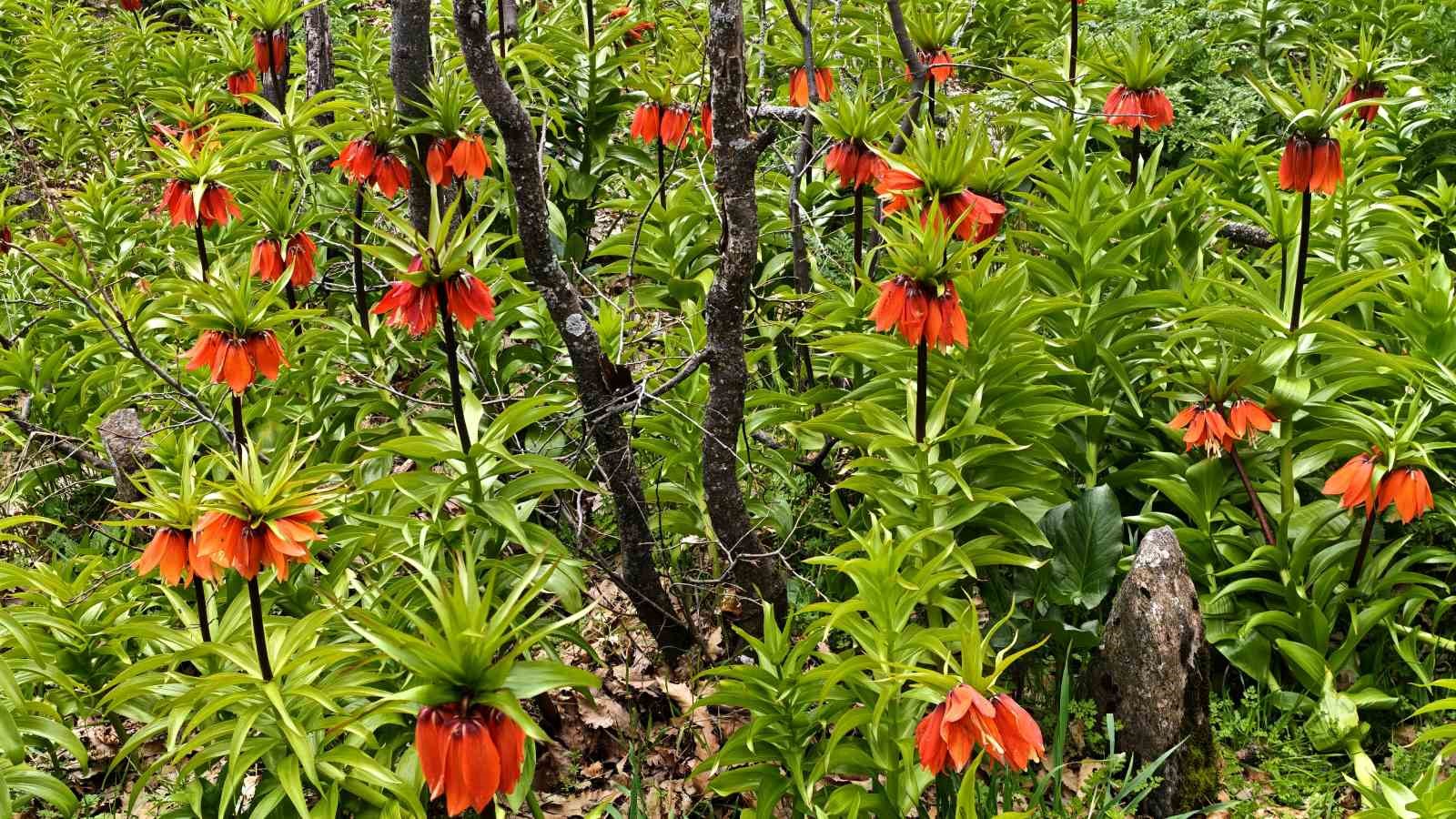 Bitlis’te açan ters laleler görsel şölen sunuyor
