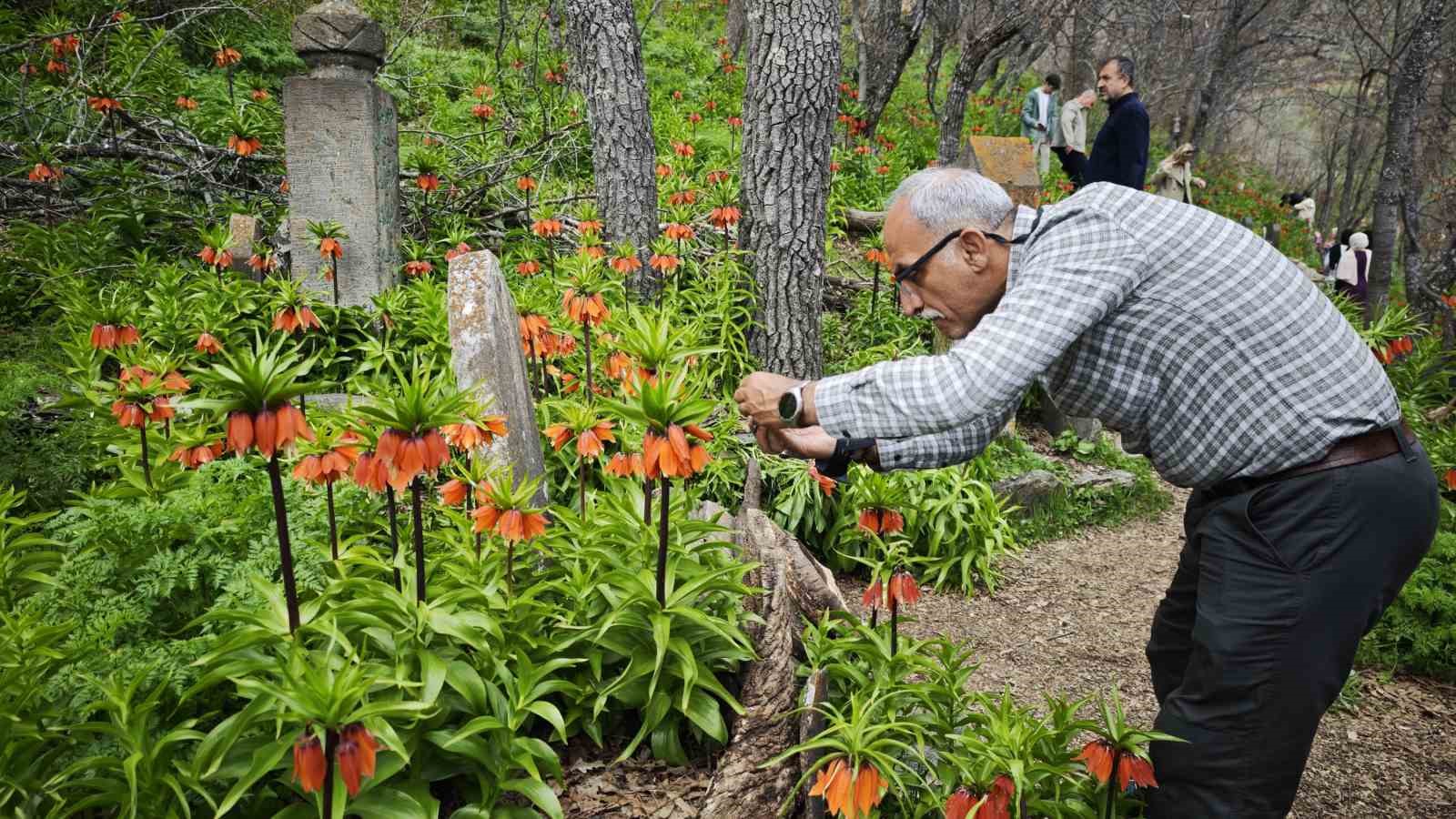 Bitlis’te açan ters laleler ziyaretçilerin ilgi odağı oldu
